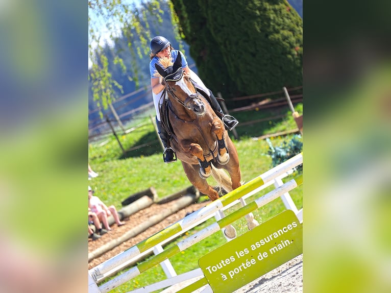 Szwajcarski koń sportowy Klacz 10 lat 166 cm Kasztanowata in Ipsach
