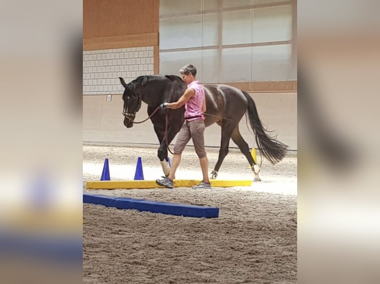 Szwajcarski koń sportowy Klacz 10 lat 174 cm Ciemnogniada in Brienzwiler