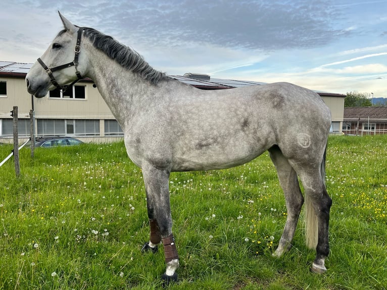 Szwajcarski koń sportowy Klacz 10 lat 186 cm Siwa in M&#xFC;nsingen