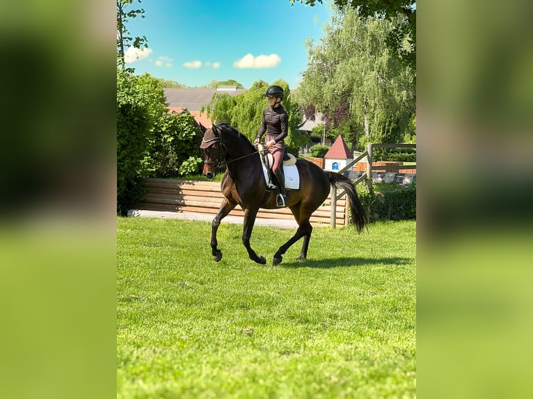 Szwajcarski koń sportowy Klacz 11 lat 160 cm Ciemnogniada in Bern