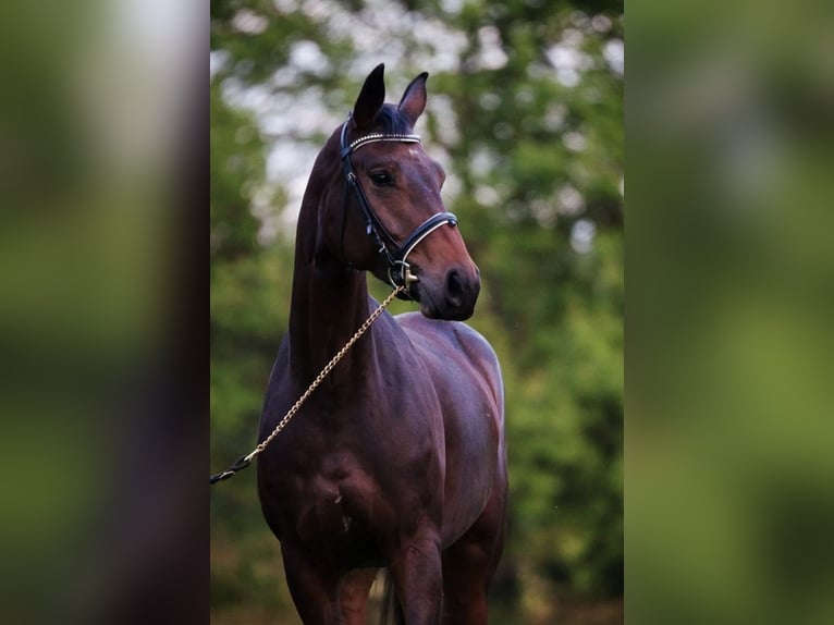 Szwajcarski koń sportowy Klacz 11 lat 165 cm Gniada in Wängi