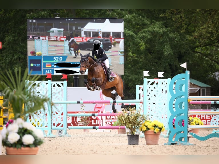 Szwajcarski koń sportowy Klacz 11 lat 172 cm Gniada in Saarbrücken
