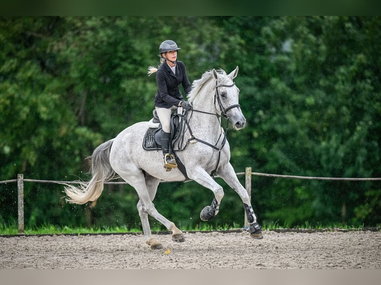 Szwajcarski koń sportowy Klacz 12 lat 170 cm Siwa in Kreuzlingen