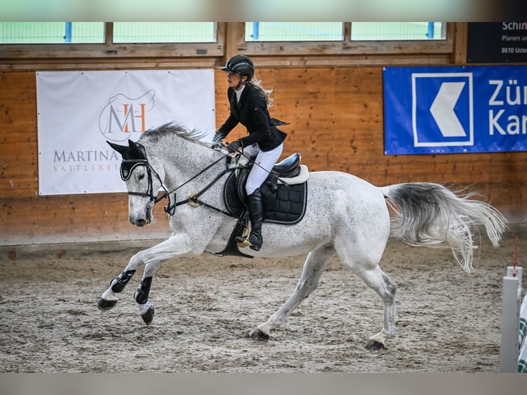Szwajcarski koń sportowy Klacz 12 lat 170 cm Siwa in Kreuzlingen