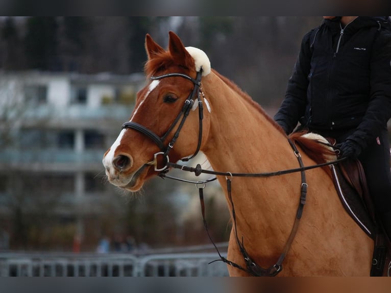 Szwajcarski koń sportowy Klacz 13 lat 173 cm Kasztanowata in Fehraltorf