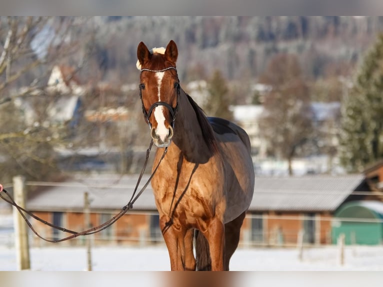 Szwajcarski koń sportowy Klacz 13 lat 173 cm Kasztanowata in Fehraltorf