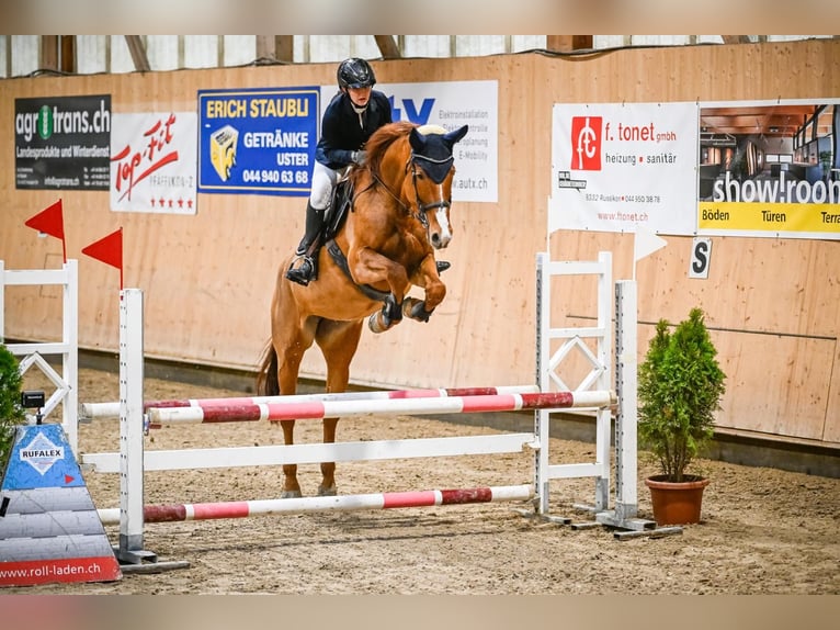 Szwajcarski koń sportowy Klacz 13 lat 173 cm Kasztanowata in Fehraltorf