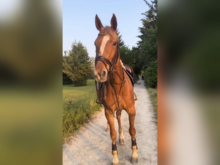 Szwajcarski koń sportowy Klacz 16 lat 162 cm Kasztanowata in Dielsdorf