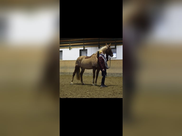 Szwajcarski koń sportowy Klacz 16 lat 162 cm Kasztanowata in Dielsdorf