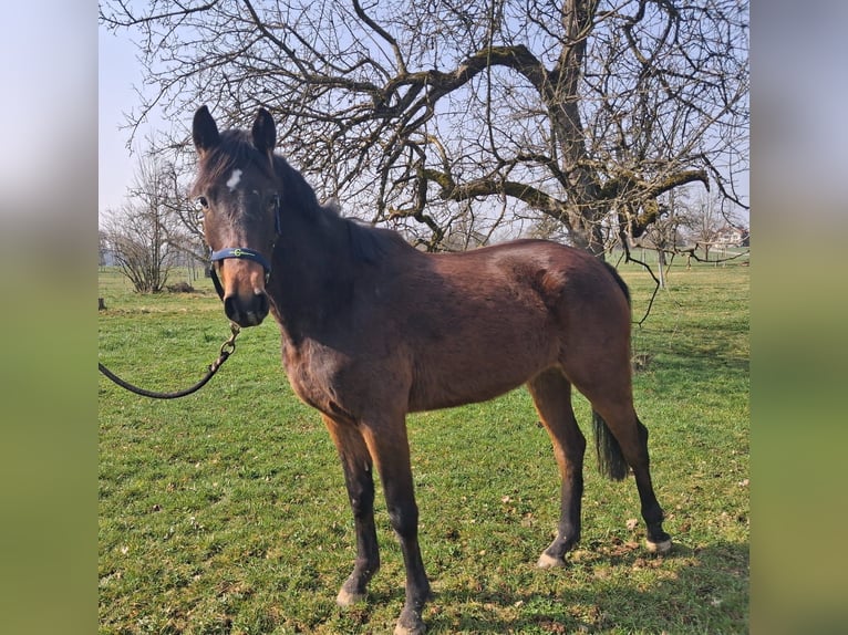 Szwajcarski koń sportowy Klacz 3 lat 161 cm Gniada in Lömmenschwil