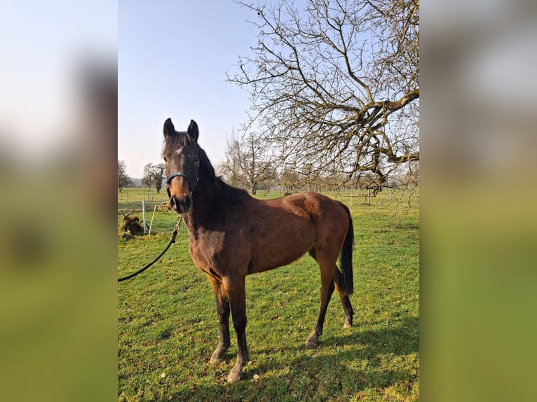 Szwajcarski koń sportowy Klacz 3 lat 161 cm Gniada in Lömmenschwil