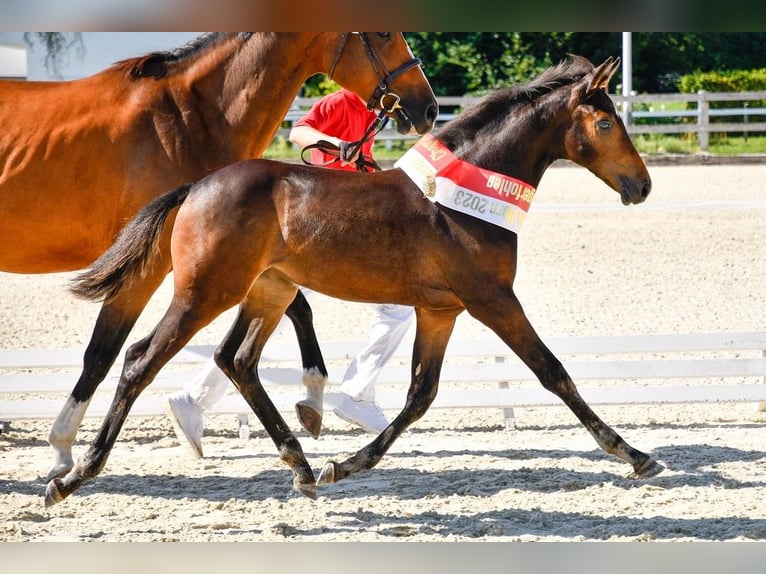Szwajcarski koń sportowy Klacz 3 lat 161 cm Gniada in Lömmenschwil