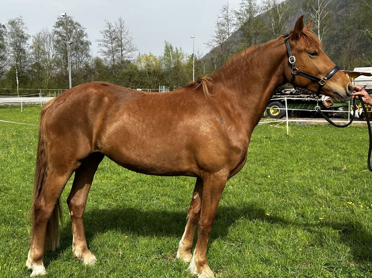 Szwajcarski koń sportowy Mix Klacz 3 lat 163 cm Kasztanowata in Schaan