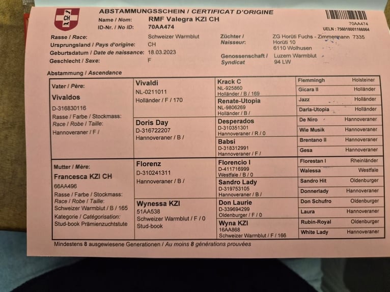 Szwajcarski koń sportowy Klacz 3 lat 167 cm Kasztanowata in Wolhusen