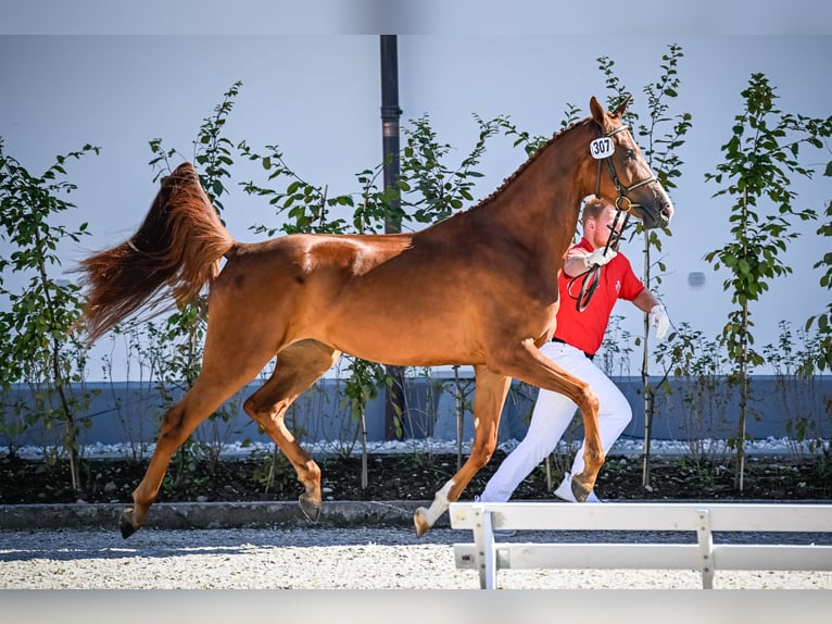 Szwajcarski koń sportowy Klacz 3 lat 169 cm Kasztanowata in Unterbach BE