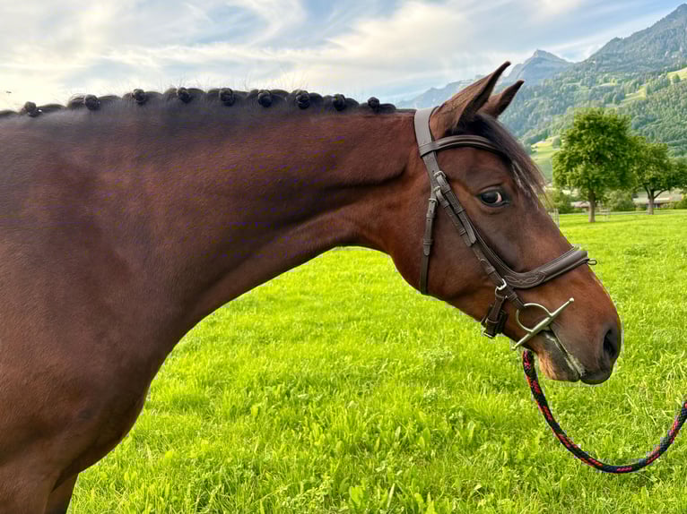 Szwajcarski koń sportowy Klacz 4 lat 163 cm Gniada in Malans GR