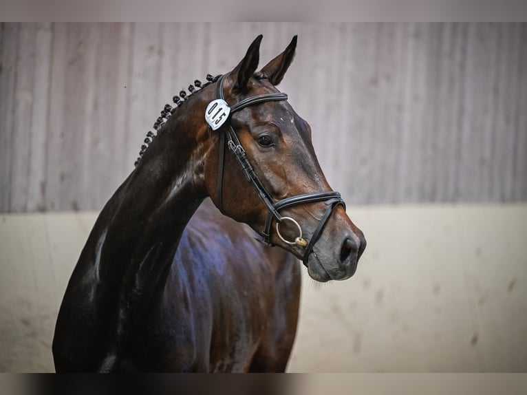 Szwajcarski koń sportowy Klacz 4 lat 172 cm Gniada in Schönholzerswilen