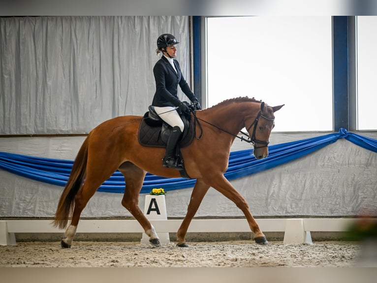 Szwajcarski koń sportowy Klacz 4 lat 174 cm Kasztanowata in Freienwil