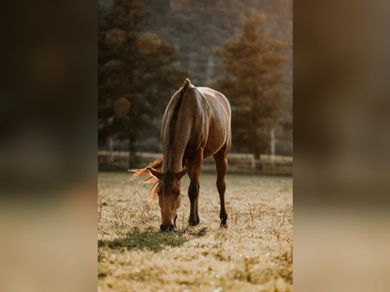 Szwajcarski koń sportowy Klacz 5 lat 160 cm Gniada in Maienfeld
