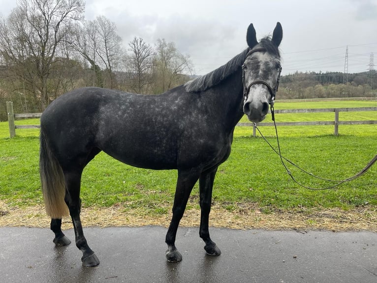 Szwajcarski koń sportowy Klacz 5 lat 162 cm Siwa in Bassecourt