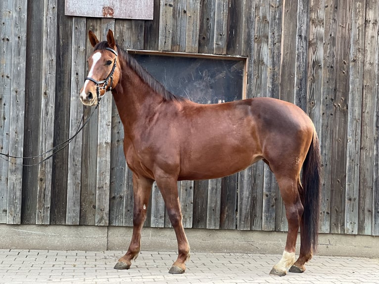 Szwajcarski koń sportowy Klacz 5 lat 170 cm Ciemnokasztanowata in Biel-Benken BL