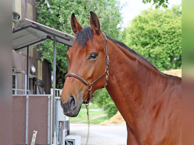 Szwajcarski koń sportowy Klacz 5 lat 171 cm Gniada in Schwarzenburg