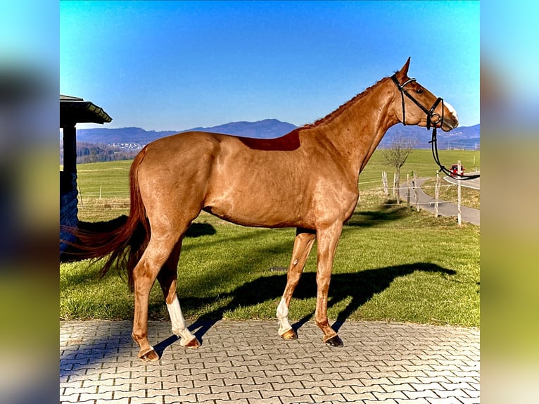 Szwajcarski koń sportowy Klacz 5 lat 172 cm Kasztanowata in Rheinfelden