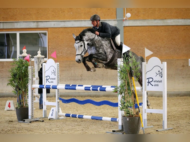 Szwajcarski koń sportowy Klacz 6 lat 167 cm Siwa in Eschenz