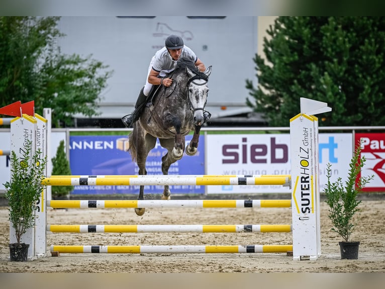 Szwajcarski koń sportowy Klacz 6 lat 167 cm Siwa in Eschenz