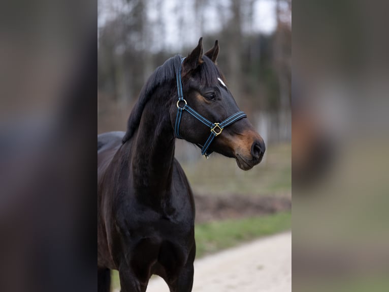 Szwajcarski koń sportowy Klacz 6 lat 170 cm Gniada in Rafz
