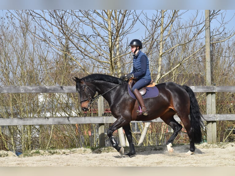 Szwajcarski koń sportowy Klacz 7 lat 165 cm Ciemnogniada in St. Pelagiberg
