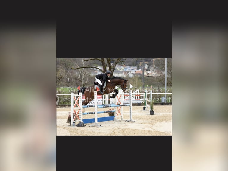 Szwajcarski koń sportowy Klacz 7 lat 167 cm Gniada in Biel-Benken BL