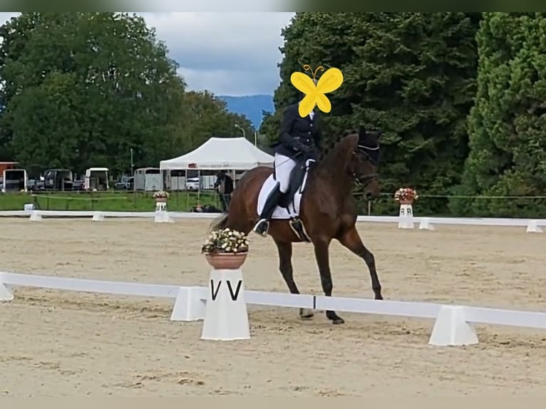 Szwajcarski koń sportowy Klacz 7 lat 173 cm Ciemnogniada in Biel/Bienne