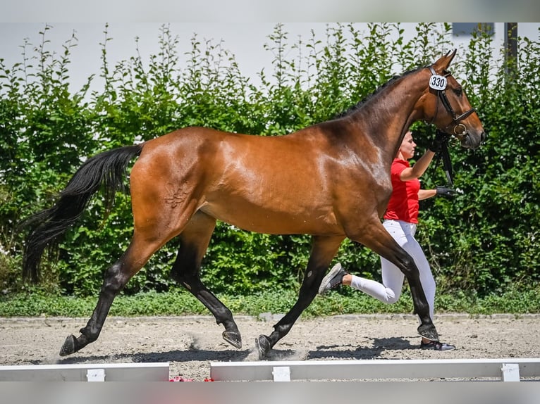 Szwajcarski koń sportowy Klacz 8 lat 170 cm  in Thurgau