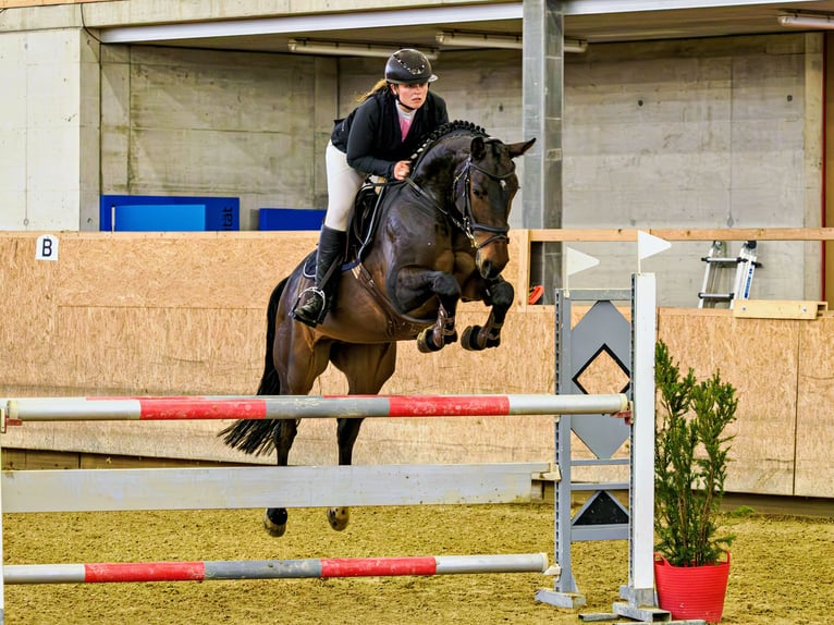 Szwajcarski koń sportowy Klacz 9 lat 163 cm Gniada in Seon
