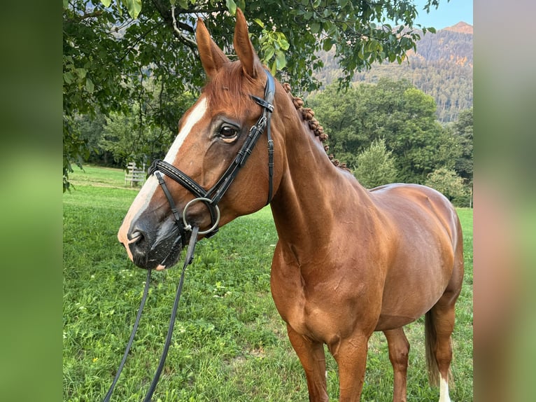 Szwajcarski koń sportowy Klacz 9 lat 168 cm Kasztanowata in Maienfeld