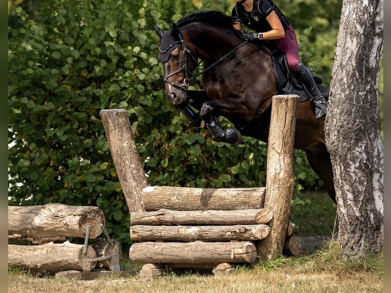 Szwajcarski koń sportowy Wałach 10 lat 168 cm Ciemnogniada in Fehraltorf