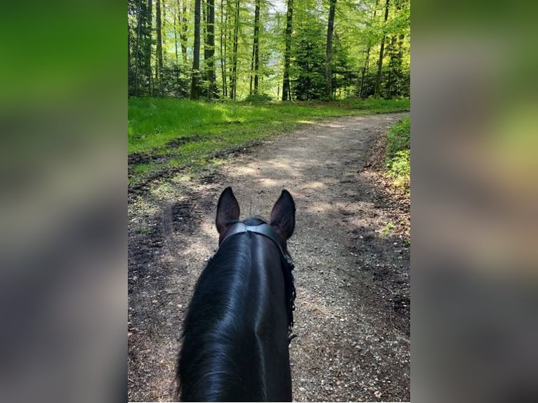Szwajcarski koń sportowy Wałach 12 lat 165 cm Gniada in Belp