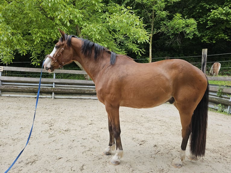 Szwajcarski koń sportowy Wałach 12 lat 168 cm Gniada in Erlenbach im Simmental