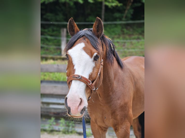 Szwajcarski koń sportowy Wałach 12 lat 168 cm Gniada in Erlenbach im Simmental