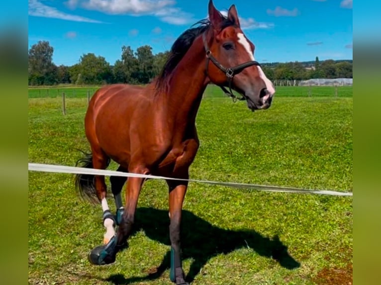 Szwajcarski koń sportowy Wałach 17 lat 170 cm Gniada in Niederhasli