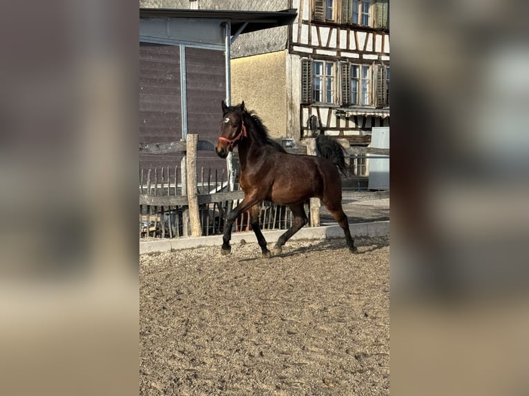 Szwajcarski koń sportowy Wałach 3 lat 163 cm Gniada in Illahrt