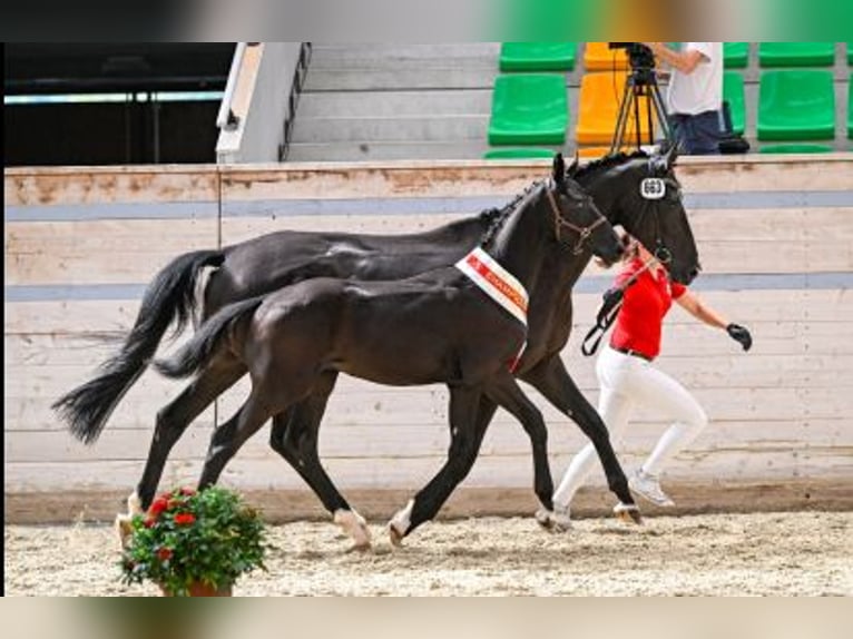 Szwajcarski koń sportowy Wałach 3 lat 168 cm Ciemnogniada in Ossingen