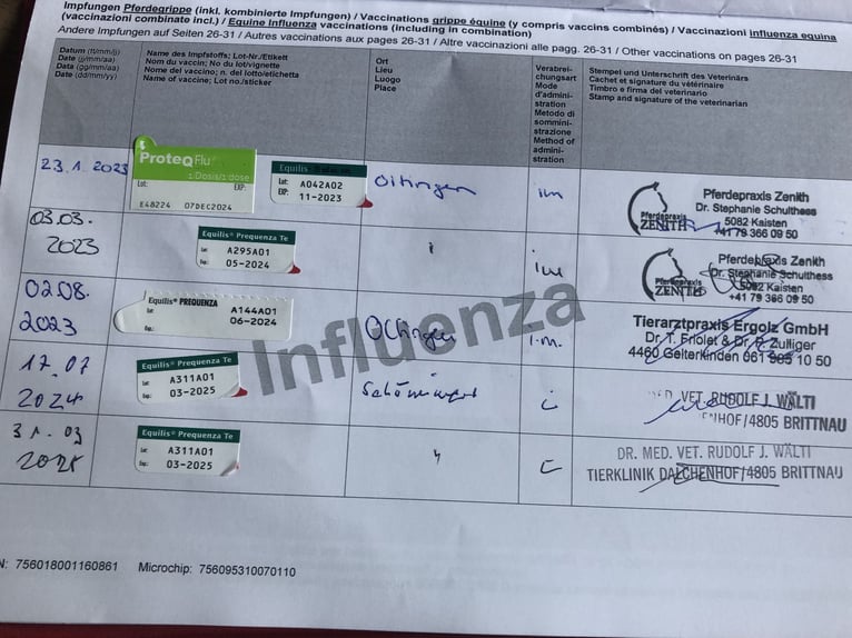 Szwajcarski koń sportowy Wałach 3 lat 170 cm Gniada in Sch&#xF6;nenwerd
