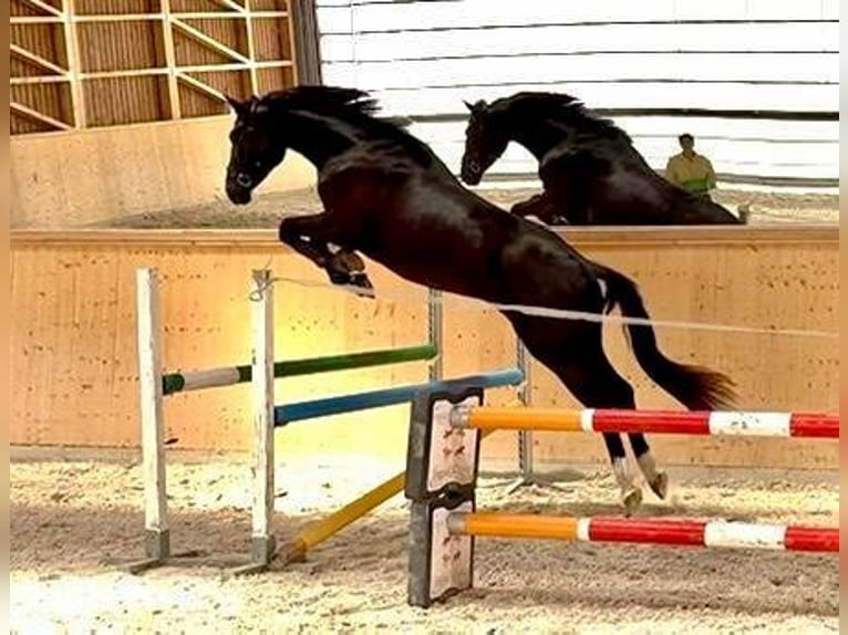 Szwajcarski koń sportowy Wałach 4 lat 166 cm Kara in Waldshut-Tiengen