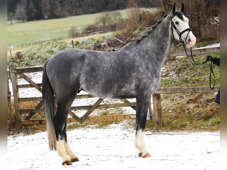 Szwajcarski koń sportowy Wałach 6 lat 165 cm Siwa in Bad Dürrheim