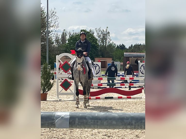 Szwajcarski koń sportowy Wałach 6 lat 165 cm Siwa in Bad Dürrheim