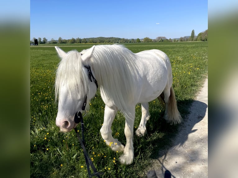 Szwajcarski koń sportowy Mix Wałach 7 lat 140 cm Cremello in Niederhasli