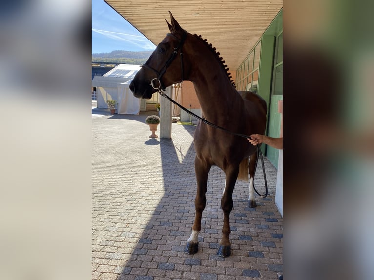 Szwajcarski koń sportowy Wałach 7 lat 176 cm Kasztanowata in Frauenkappelen
