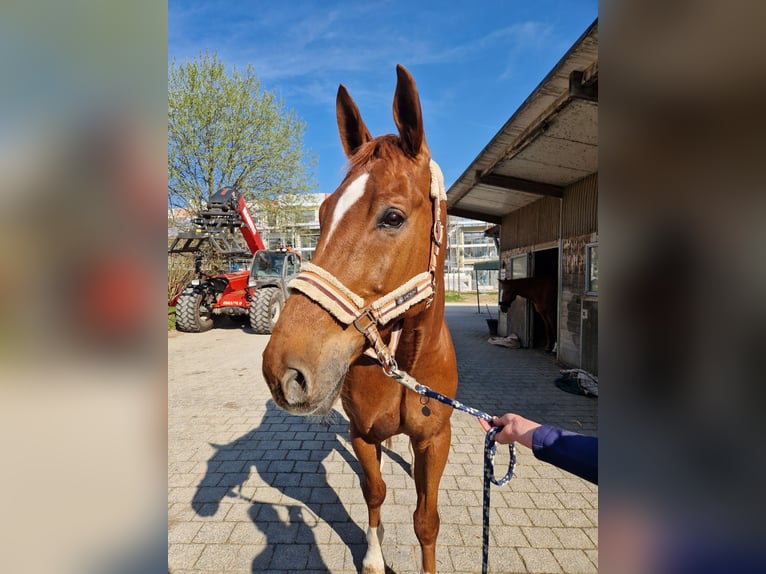 Szwajcarski koń sportowy Wałach 8 lat 168 cm Kasztanowata in Biel-Benken BL